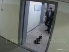 In Kiev, a man brutally beat a puppy. The police opened a criminal case