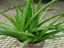 Calamus, aloe, anise, aralia: plants for women s health