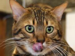 In Odessa, a cat was removed from a tree, which sat there in the cold for three days