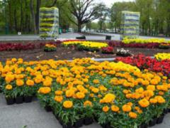 2.6 million flowers gathered in Kharkov