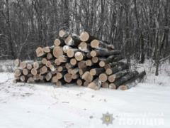Black lumberjacks cut down 86 ash trees near Kharkov