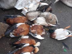 В заповеднике  Аскания-Нова  массово гибнут краснокнижные птицы