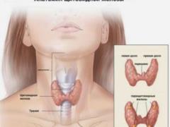 Микроскопическая картина зобной железы. Часть 1