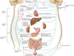 Вегетативная нервная система и конституция. Часть 2