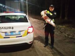 The trucker saved the swan, and the police took refuge for him