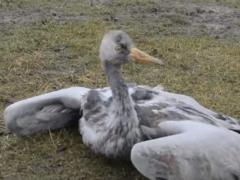 Birds in the Askania-Nova nature reserve died from strong poison: investigation details