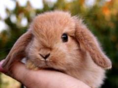 Garnier is officially recognized as a non-animal testing brand