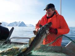 Most of all seafood Ukraine imports from Norway