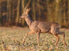 The number of wild animals is growing in the Cherkasy region
