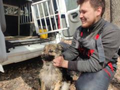 На Харьковщине спасли собаку, которая неделю провела на замерзшем водоеме