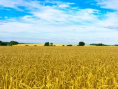 Эксперт назвала причины падения цен на украинскую пшеницу