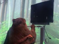 Elon Musk s startup showed a monkey playing virtual ping-pong  