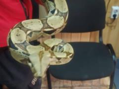A drunken resident of Kiev scared the townspeople with snakes