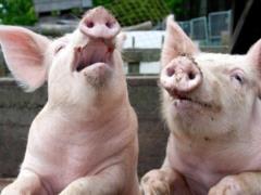 На Буковине зафиксирована вторая вспышка АЧС за месяц