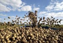 Useful properties of potato juice
