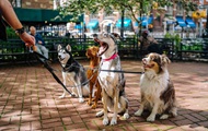 Scientists have told which dogs are the most dangerous