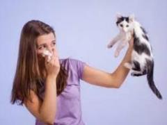 Allergy sufferers and cats: how to get along without harm to health