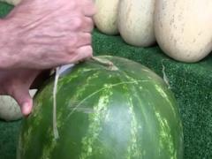 Харьковские фитосанитары задержали 19 тонн арбузов