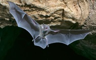 New types of coronavirus found in bats in China