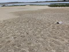 В Калифорнии морские птицы испугались дрона и бросили две тысячи яиц. Не родится целое поколение птенцов