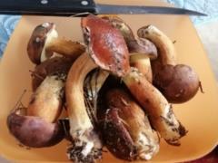 На Харьковщине четверо детей отравились грибами