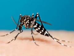 Ученые: комары могут стать круглогодичной проблемой