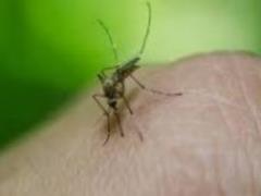 Названы простые способы избавиться от зуда после укуса комара