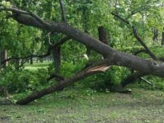 Two people died as a result of falling trees near Kiev