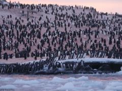 Photo fact: thousands of penguins gathered near the Ukrainian polar station