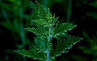 Wormwood extract has been proven to be effective against coronavirus