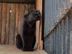 In the Poltava region, a panther attacked a man