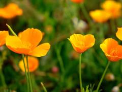 It will be dry and hot in the southeast of Ukraine