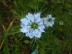 Found a flower that can help fight coronavirus