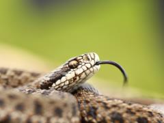 Since the beginning of the year 61 people have suffered from snake bites in Ukraine