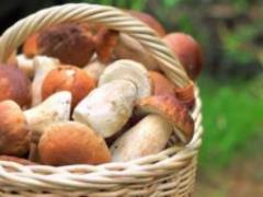 Weight loss mushrooms named
