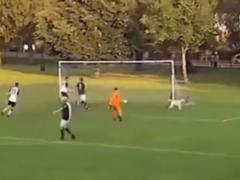 In Scotland, the dog ran onto the field and saved the team from a goal: a curious video scattered across the web