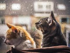 Most of Ukraine covered with rain and thunderstorms