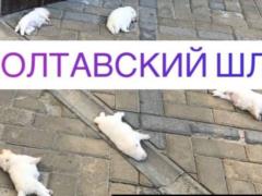 В Харькове живодеры выбросили с четвертого этажа пятерых щенков