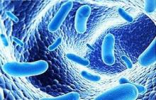 Gut bacteria can stimulate colorectal cancer