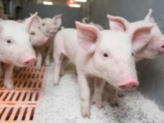 Вспышка АЧС в Харьковской области: полиция открыла уголовное дело