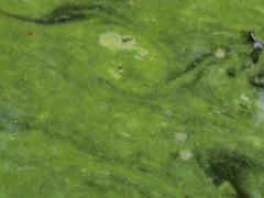 Изменения климата могут превратить пресную воду в «токсичный суп» – ученые