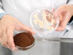Ученым удалось вырастить кофе в лаборатории