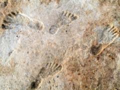 Scientists have found the oldest evidence of a human presence in North America