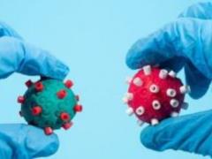 Сколько держится иммунитет у переболевших коронавирусом?