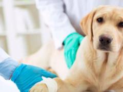 Kharkiv residents of privileged categories are invited to neuter their pets