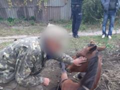 В Кривом Роге конь провалился под канализационный люк