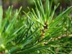 Эфирные масла для улучшения памяти