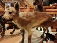 Ученые назвали ближайшего родственника домашних собак