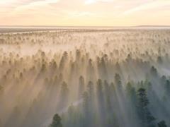 Благодаря антициклону Rosamunde, в Украине будет тепло и сухо, утром - туман