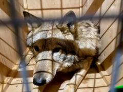 Трех волков под видом собак пытались вывезти в Непал через аэропорт  Борисполь 